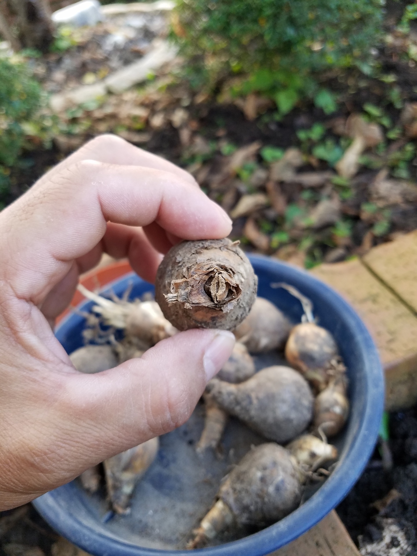 水仙の球根植え付け ようこそ発行人のガーデンブログへ