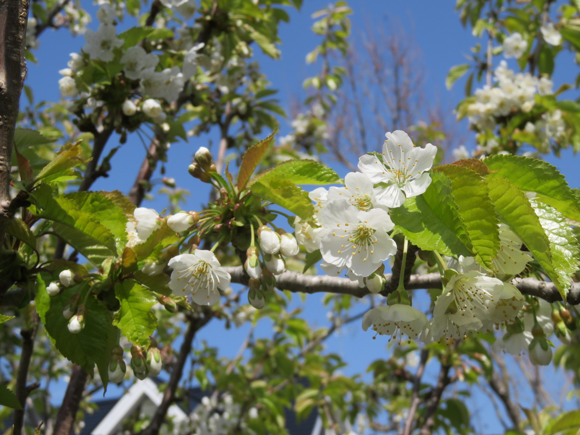 サクランボの花 5日前に開花 ようこそ発行人のガーデンブログへ